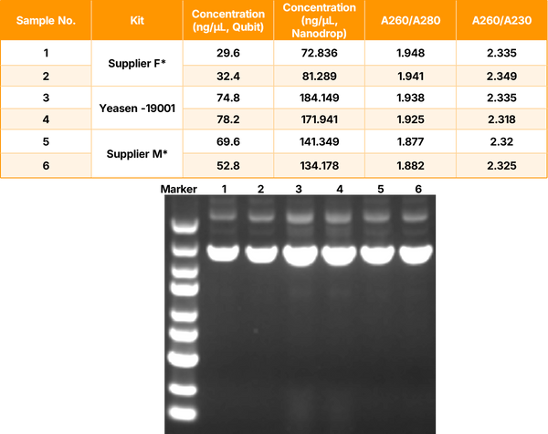 Hieff™ Plasmid Mini Kit