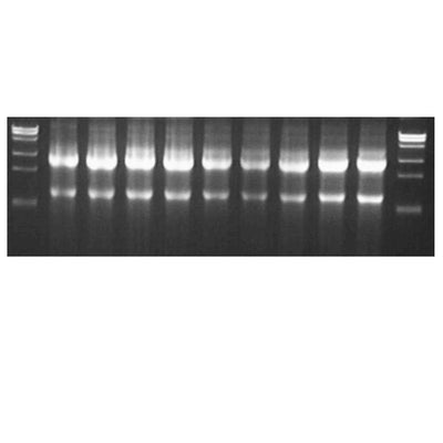 Hieff™ Cell/Tissue Total RNA Kit – Figure 1 of 1