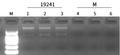 Figure 1. Blood RNA Integrity QC Results