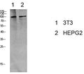 Phospho-EEF2 (Thr56) Polyclonal Antibody – Figure 1 of 2