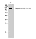 Phospho-FOXO1/3 (Ser322/S325) Polyclonal Antibody – Figure 1 of 2