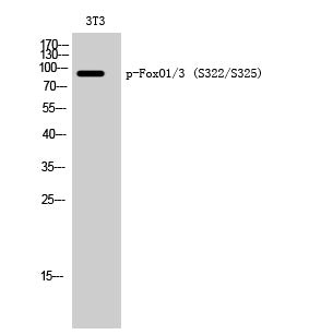 Phospho-FOXO1/3 (Ser322/S325) Polyclonal Antibody – Figure 1 of 2