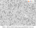 ARE‐luc‐CMVH Stably Expressing RAW264.7 Cell Line | Applied Biological Materials (abm)