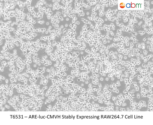 ARE‐luc‐CMVH Stably Expressing RAW264.7 Cell Line | Applied Biological Materials (abm)