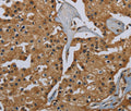 GBP5 Polyclonal Antibody – Figure 1 of 3