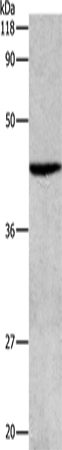 ATG4B Polyclonal Antibody – Figure 1 of 2