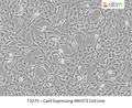 Cas9 Expressing NIH3T3 Cell Line | Applied Biological Materials (abm)