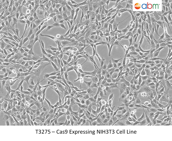 Cas9 Expressing NIH3T3 Cell Line | Applied Biological Materials (abm)