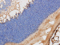 RBP3 Polyclonal Antibody – Figure 1 of 3