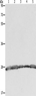PRDX3 Polyclonal Antibody – Figure 1 of 4