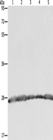 PRDX3 Polyclonal Antibody – Figure 1 of 4