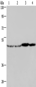 FH Polyclonal Antibody – Figure 1 of 3