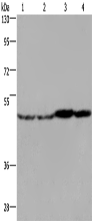FH Polyclonal Antibody – Figure 1 of 3