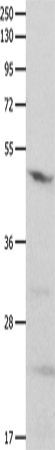 GNAS Polyclonal Antibody – Figure 1 of 3