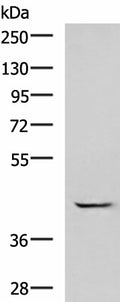 GABPB1 Polyclonal Antibody – Figure 1 of 3