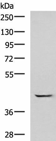 GABPB1 Polyclonal Antibody – Figure 1 of 3