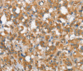 CSMD1 Polyclonal Antibody – Figure 1 of 3