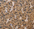 IL19 Polyclonal Antibody – Figure 1 of 5