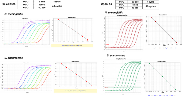 Figure 1. Amplification efficiency test of N. meningitidis and S. pneumoniae using fast cycling protocols.