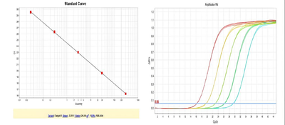 Figure 1. Standard curve (left) and amplification curve plot (right) for HEK293&nbsp;DNA (3G).