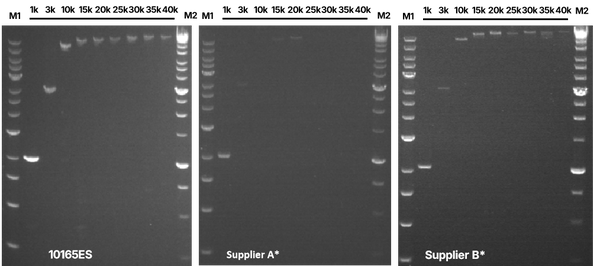Figure&nbsp;1. Comparison of long-range PCR amplification capabilities.