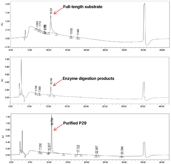 Figure 1. Yeasen Kex2 protease and carboxypeptidase B efficiently cleave P29-Arg34 GLP-1 (9–37), supporting a tandem enzymatic process with high yield and high purity.