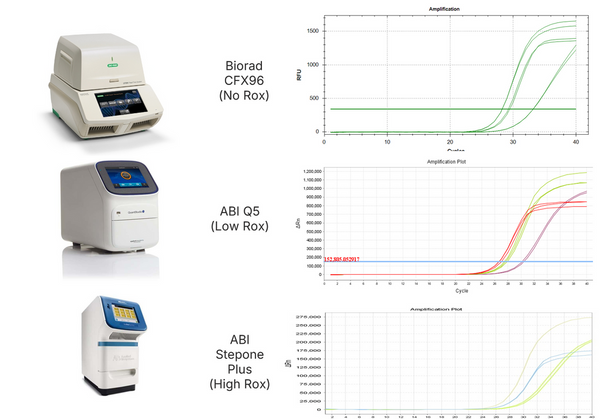 Figure 1. Instrument platform compatibility testing. Amplification of 293T cell-derived targets using kit #11172ES on multiple qPCR platforms: Bio-Rad (no ROX), ABI QuantStudio 5 (low ROX), and ABI StepOnePlus (high ROX). Results demonstrate consistent performance across instruments with different ROX requirements, confirming universal compatibility of the kit.