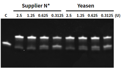 T4 RNA Ligase 2 (10 U/μL)