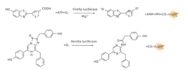 Dual Luciferase Reporter Gene Assay Kit