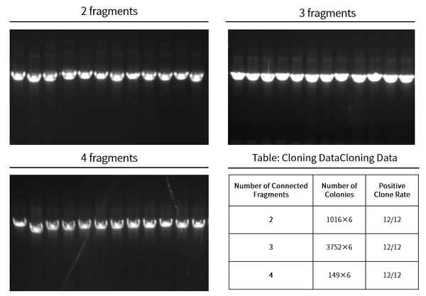 T5 Exonuclease(10 U/μL)
