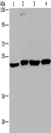 CCR6 Polyclonal Antibody – Figure 1 of 3