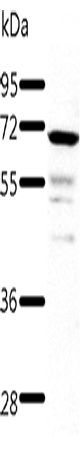 TRAF3 Polyclonal Antibody – Figure 1 of 4