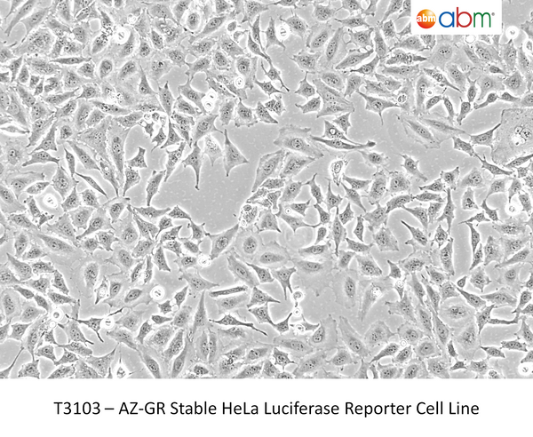 AZ-GR Stable HeLa Luciferase Reporter Cell Line – Figure 1 of 1