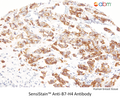 SensiStain™ Anti-B7-H4 Antibody – Figure 1 of 1