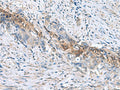 RNF208 Polyclonal Antibody – Figure 1 of 3