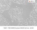 TFRC CRISPR Knockout HEK293 Cell Line - AC130 – Figure 1 of 1