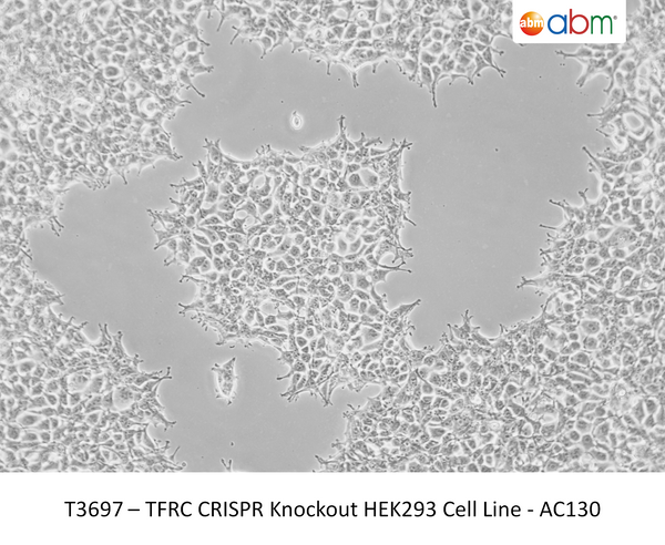 TFRC CRISPR Knockout HEK293 Cell Line - AC130 – Figure 1 of 1