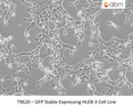 GFP Expressing HLEB-3 Stable Cell Line | Applied Biological Materials (abm)