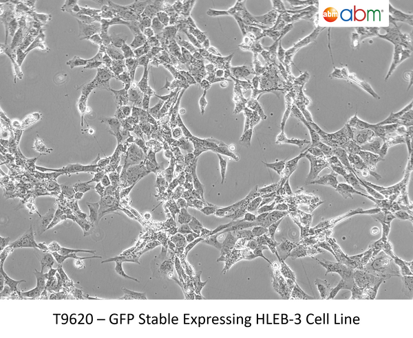 GFP Expressing HLEB-3 Stable Cell Line | Applied Biological Materials (abm)