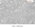 H295RA Cells – Figure 1 of 1