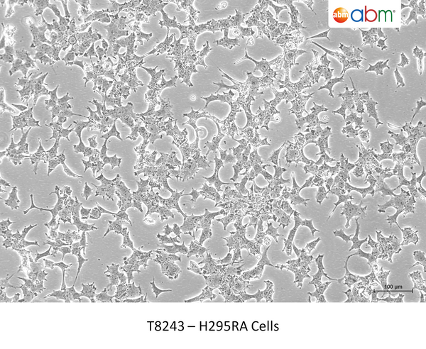 H295RA Cells – Figure 1 of 1