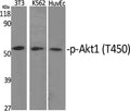 Phospho-AKT1 (Thr450) Polyclonal Antibody – Figure 1 of 2