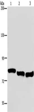 GAB2 Polyclonal Antibody – Figure 1 of 4