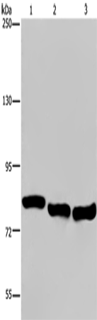 GAB2 Polyclonal Antibody – Figure 1 of 4