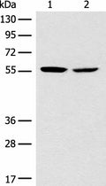 CORO2B Polyclonal Antibody – Figure 1 of 3