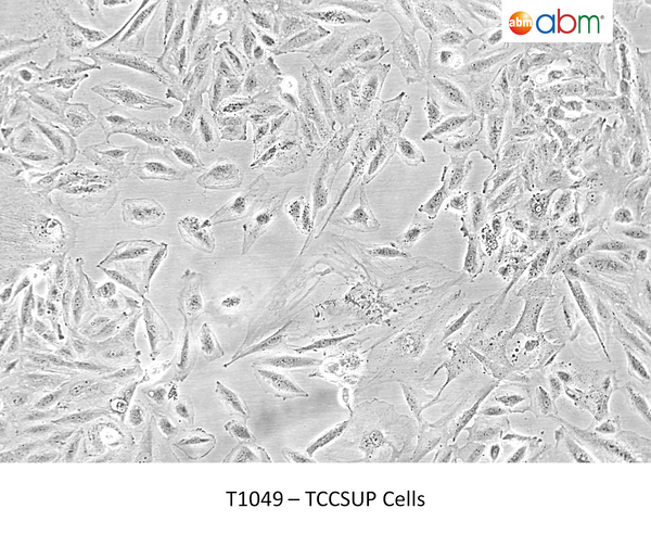 TCCSUP Cells | Applied Biological Materials (abm)