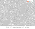 RFP Stably Expressing MCF7 Cell Line | Applied Biological Materials (abm)