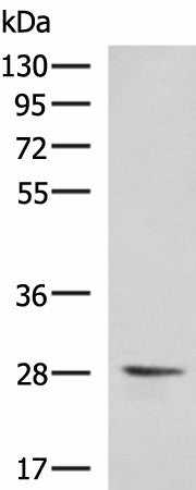 VEGFA Polyclonal Antibody – Figure 1 of 4