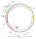 AAV-TRE3g-hChR2(E123T/T159C)-mCherry-WPRE-hGH polyA