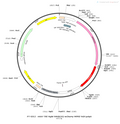 AAV-TRE-tight-hM4D(Gi)-mCherry-WPRE-hGH polyA
